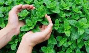 menthe