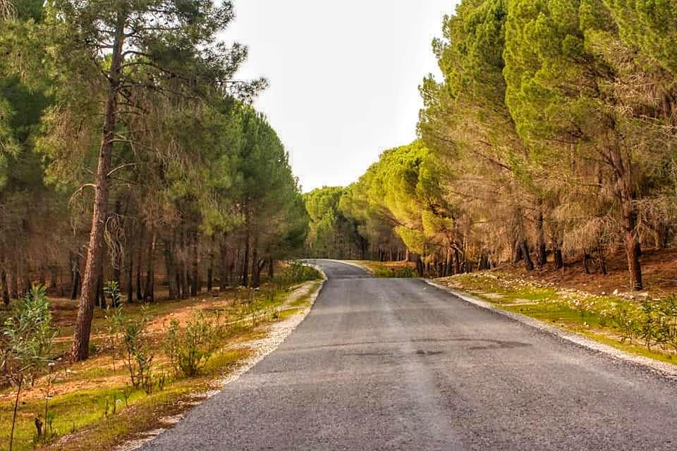 شاهد جمال الطريق المؤدي الى شاطئ الزوارع بمعتمدية نفزة ولاية باجة - المجلة
