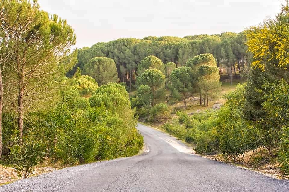 شاهد جمال الطريق المؤدي الى شاطئ الزوارع بمعتمدية نفزة ولاية باجة - المجلة