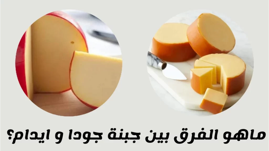 ما هو الفرق بين جبنة جودا و ايدام