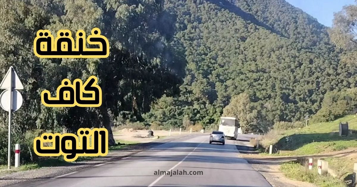 خنقة كاف التوت منطقة الطبابة معتمدية نفزة ولاية باجة.
